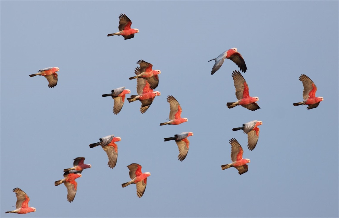 Flock-of-Galahs-Credit-Andrew-Silcocks-BirdLife-Australia.jpg