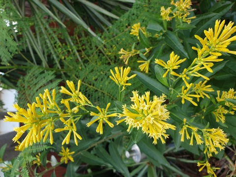 Green Cestrum 1.jpg