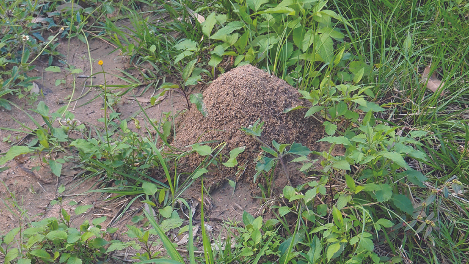 Fire ant nest.png