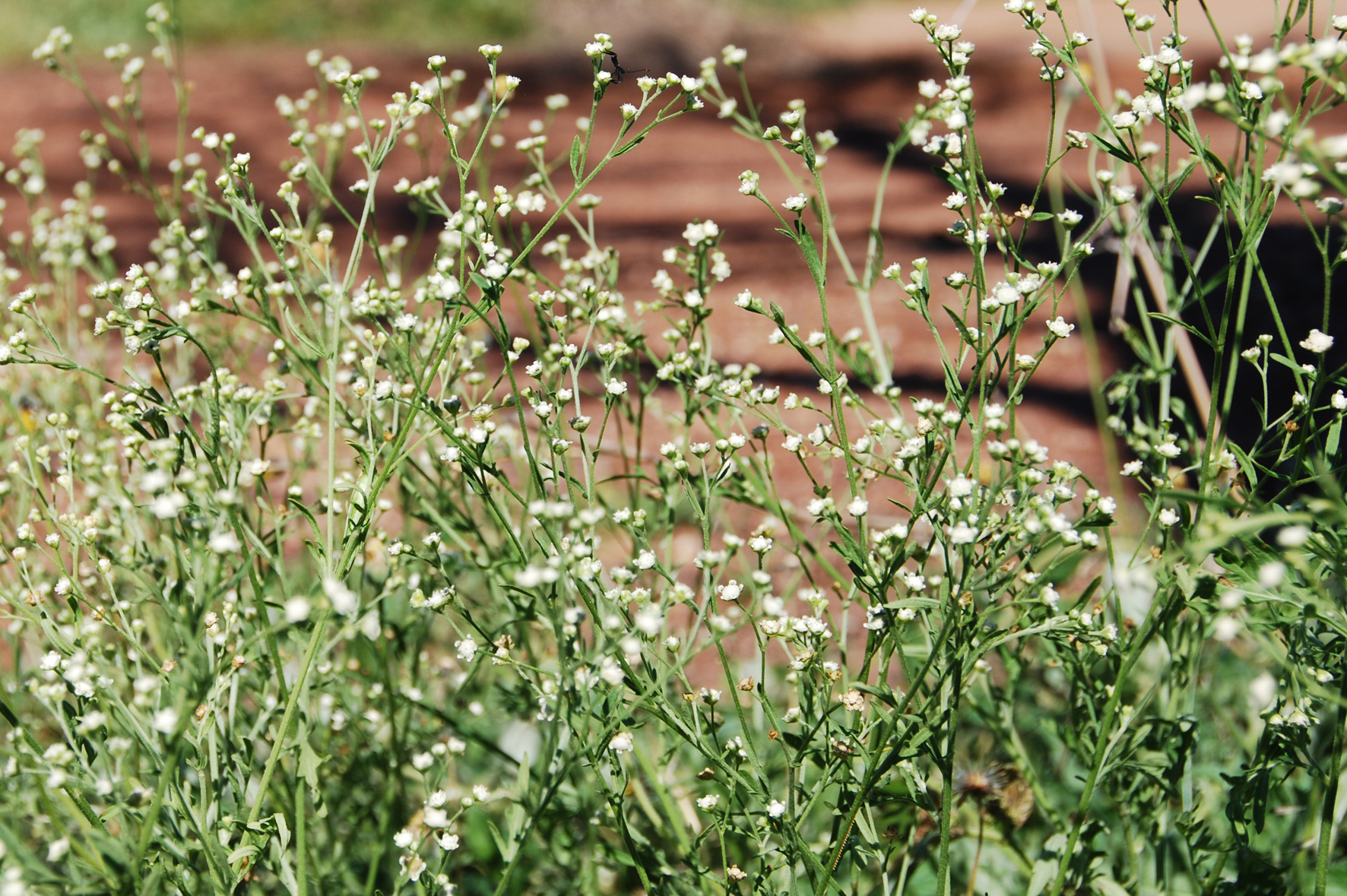 Parthenium weed flowers.png