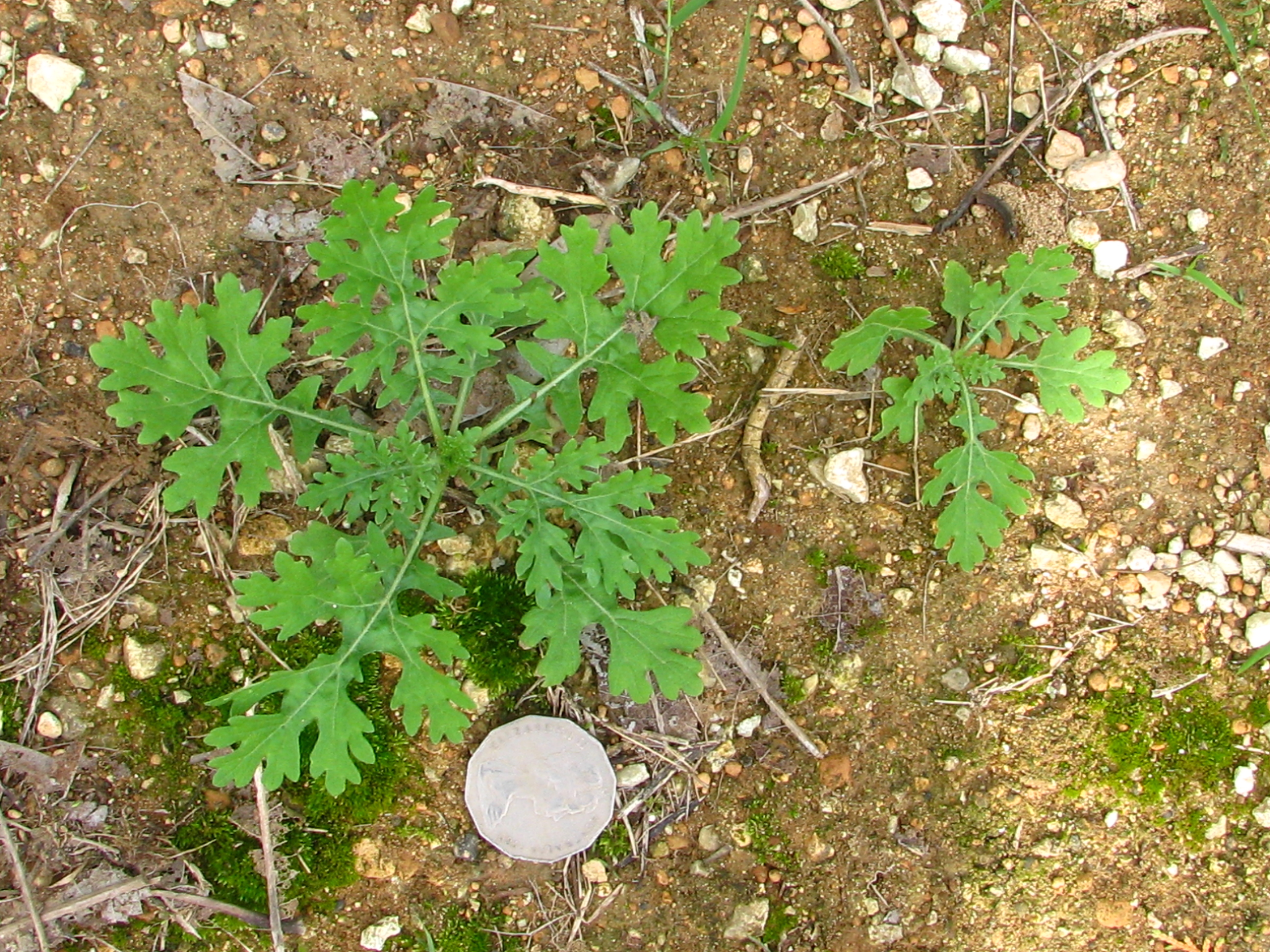 Parthenium weed seedling.png